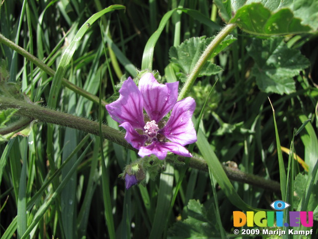 SX06680 Close up of single flower of Common Mallow (Malva sylvestris)